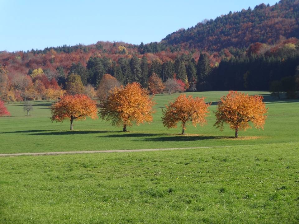 Patrimoine forestier